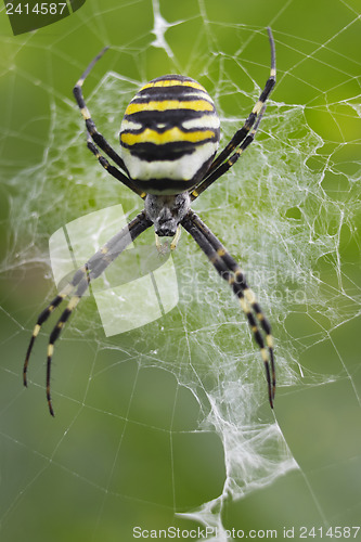 Image of Spider-Wasp hangs on the web