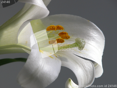 Image of Easter Lily Macro