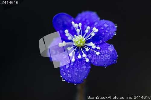 Image of Hepatica closeup 