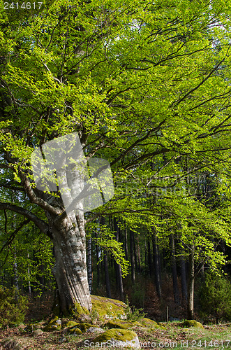 Image of Big beech tree