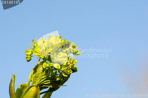 Image of Maple blossom