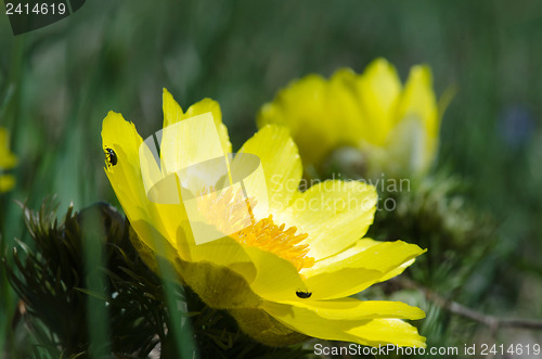 Image of Springtime flower, Pheasant's eye