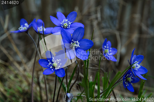 Image of Group of blue anemones