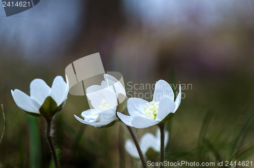 Image of White anemones