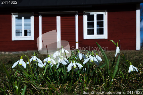 Image of Snowdrops 