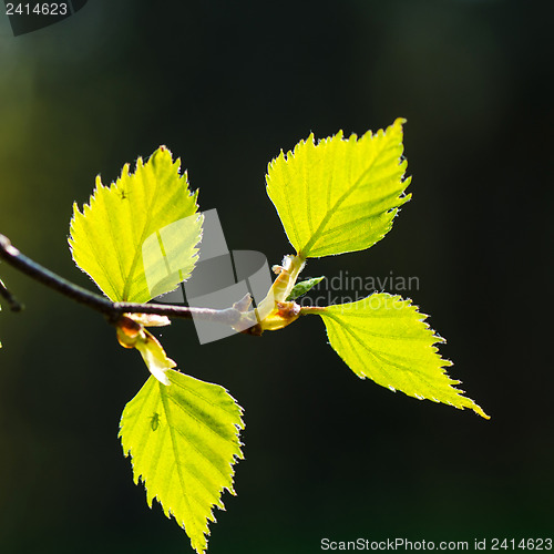 Image of New birch leaves