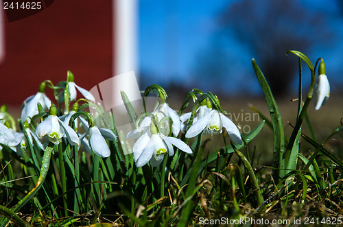 Image of Snowdrops with dewdrops