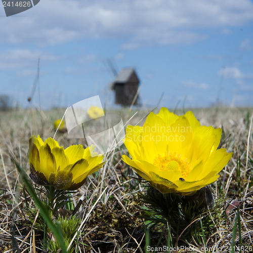 Image of Yellow flowers at windmill