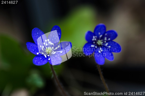 Image of Blue beauty