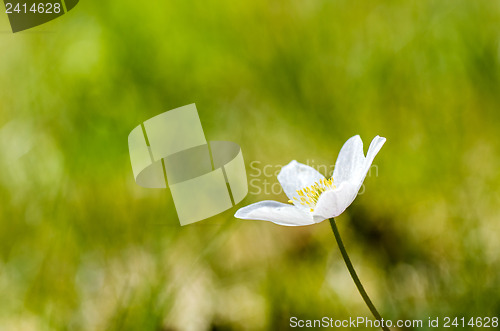 Image of Wood anemone closeup