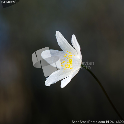 Image of White beauty flower