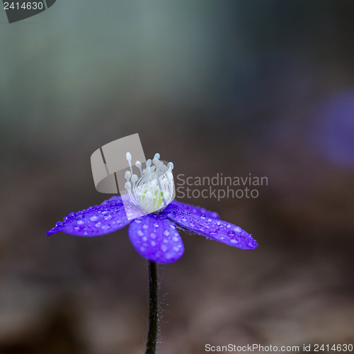 Image of Blue spring flower 