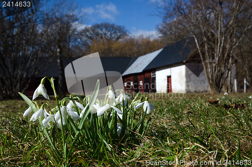 Image of Snowdrops group