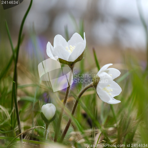 Image of White spring flowers