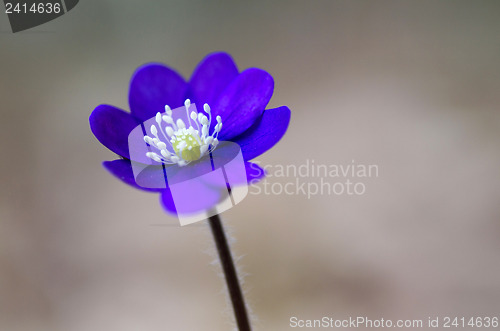 Image of Single hepatica closeup