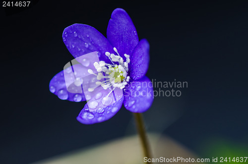 Image of Blue beauty with dewdrops