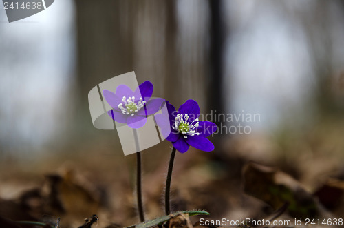 Image of Two deep blue anemones