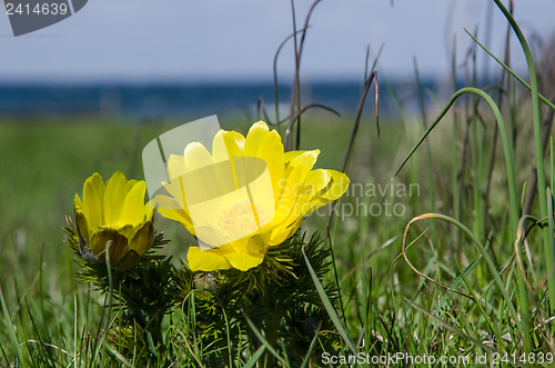 Image of Yellow spring flower