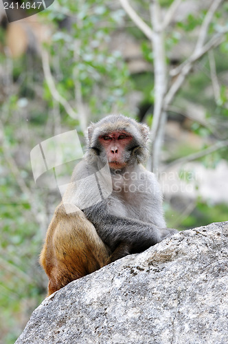 Image of Tibetan monkey single