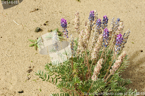 Image of Wild flowers in deserts