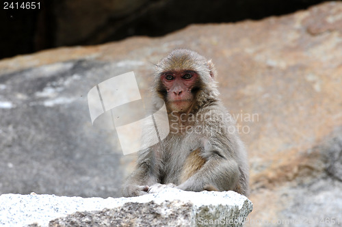 Image of Tibetan monkey single