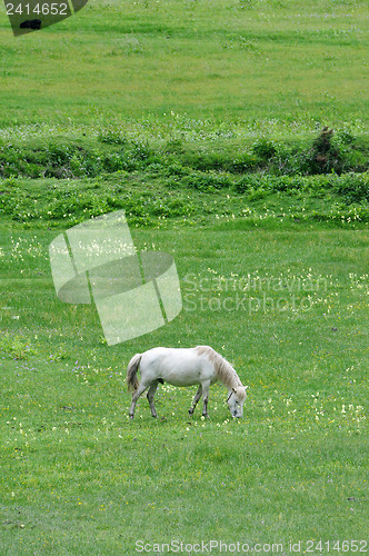 Image of White horse eating grass