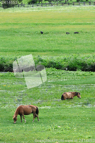 Image of Horses eating grass