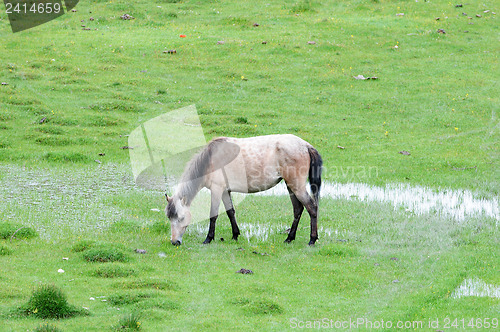 Image of Horse eating grass