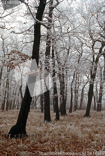 Image of Forest in winter