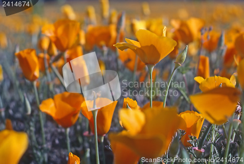 Image of California Poppy