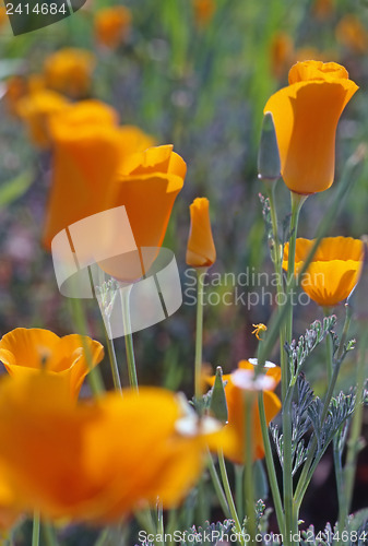 Image of California Poppy