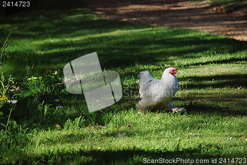 Image of Chicken with white plumage