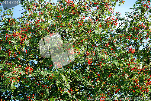 Image of Mountain ash laden with berries