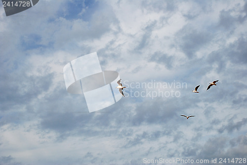 Image of Gulls fly against a stormy sky