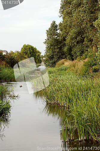 Image of Brook lined with reeds 