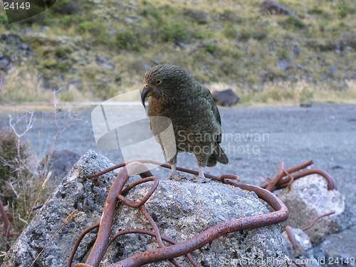 Image of Kea