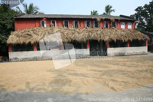 Image of Harvested rice being dried.