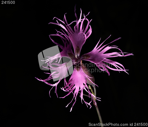 Image of Dianthus superbus