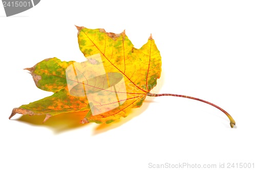 Image of Dry autumn maple-leaf on white background