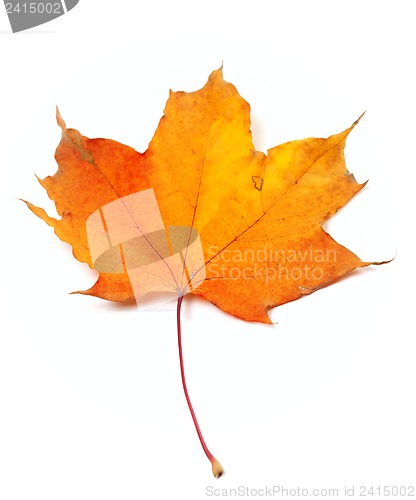 Image of Autumn yellow maple leaf