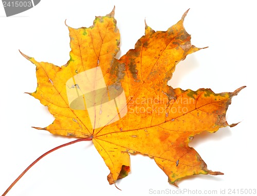 Image of Autumn yellowed maple leaf isolated on white background