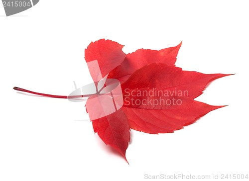 Image of Red autumn virginia creeper leave