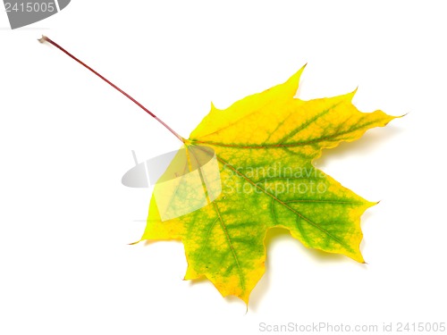 Image of Autumn maple-leaf