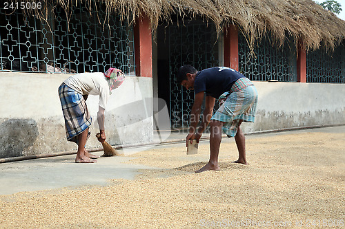 Image of Agricultural workers drying rice after harvest in Kumrokhali, West Bengal, India.