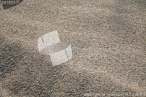 Image of Harvested rice being dried.