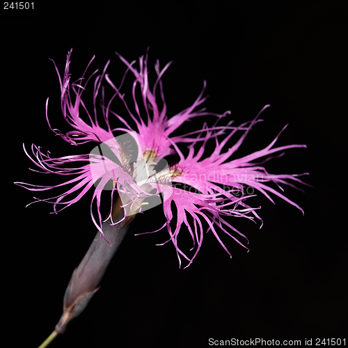 Image of Dianthus superbus