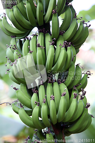 Image of Banana plant with ripe bananas