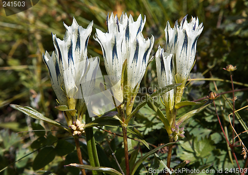 Image of Gentiana algida