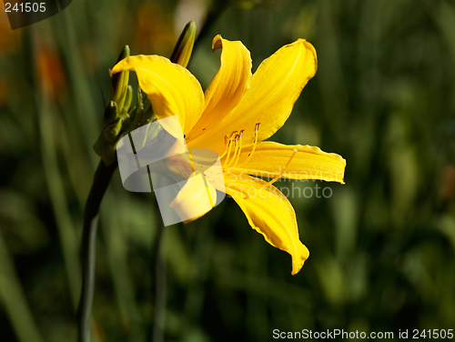Image of Yellow Lilium flower