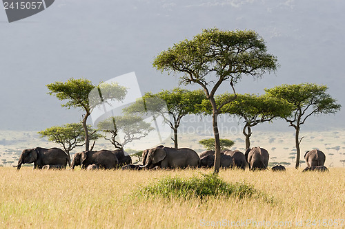 Image of Elephant Herd